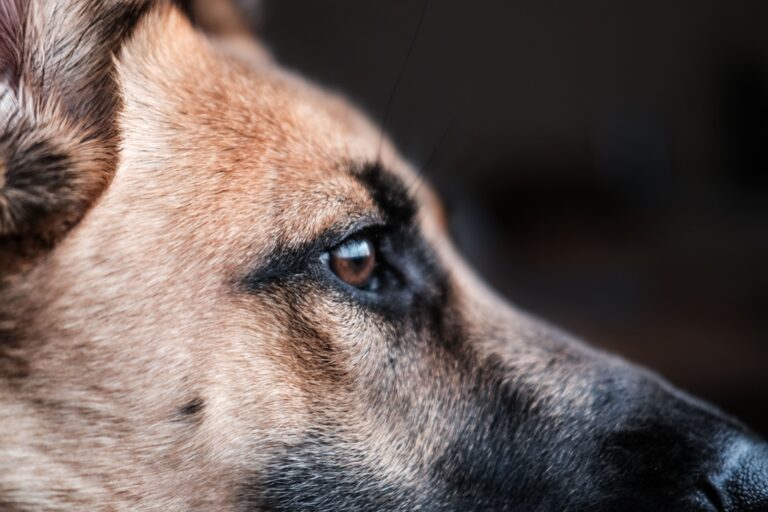 dog-guarding-min-768x512