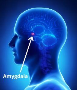 labelled-amygdala-2-min