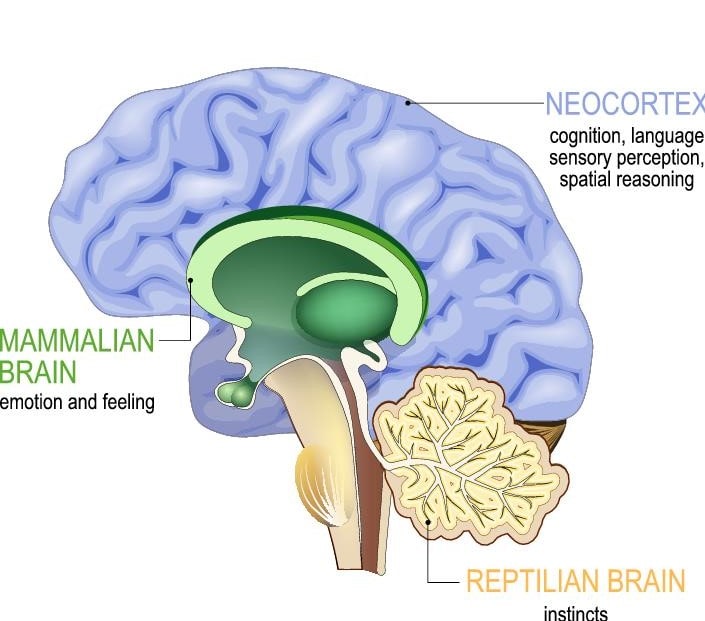 Our Triune Brain